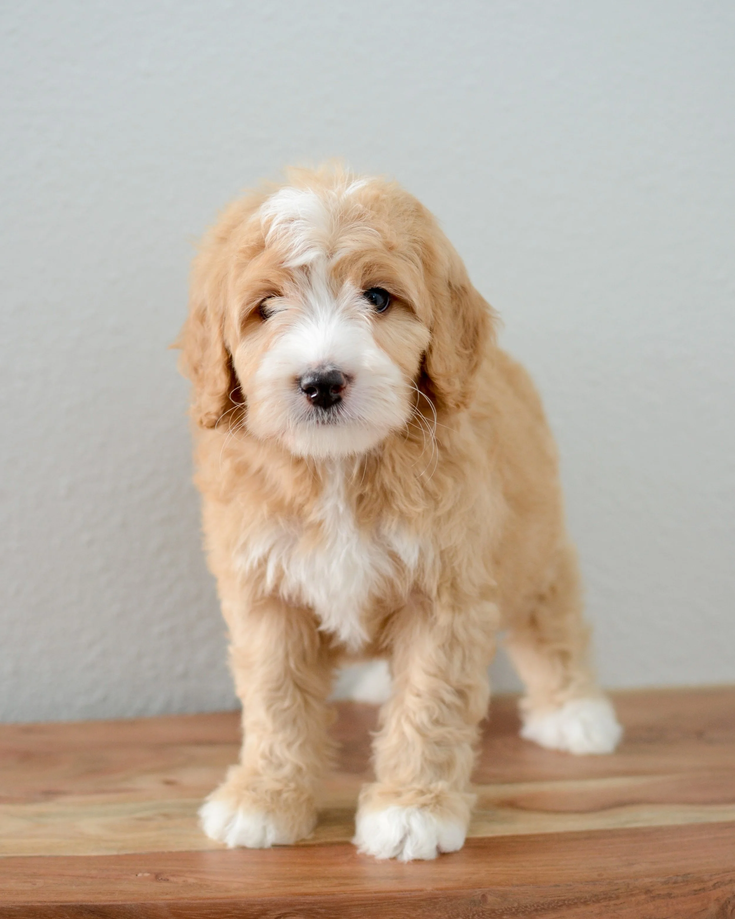 Blonde bernedoodle hot sale